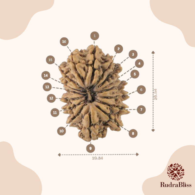 16 Mukhi Rudraksha Nepal 24mm