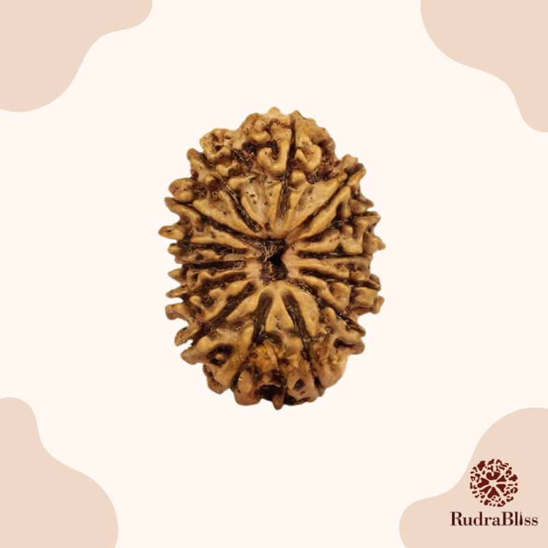 18mm Size 14 Mukhi Rudraksha