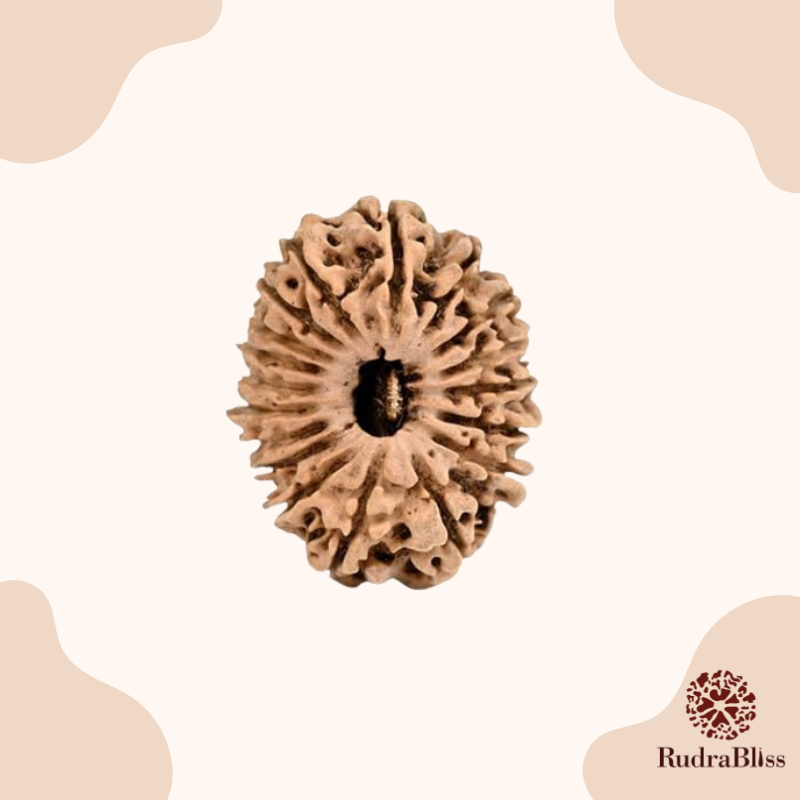 18 Mukhi Rudraksha Nepal 24mm