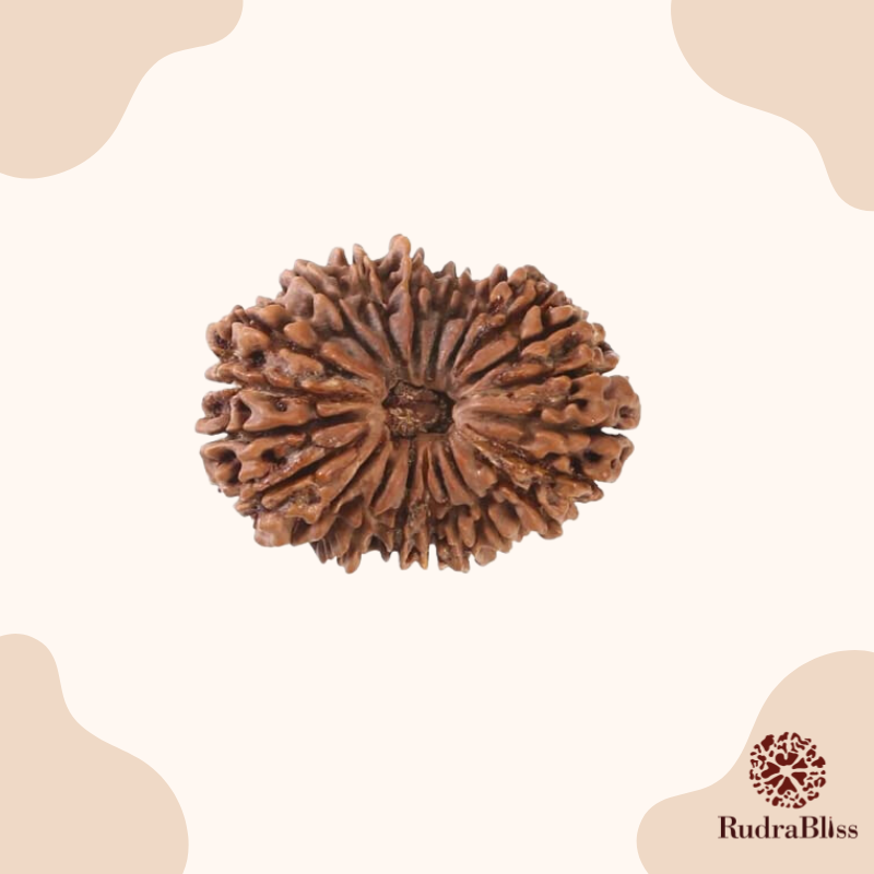 20 Mukhi Rudraksha Nepal -25mm