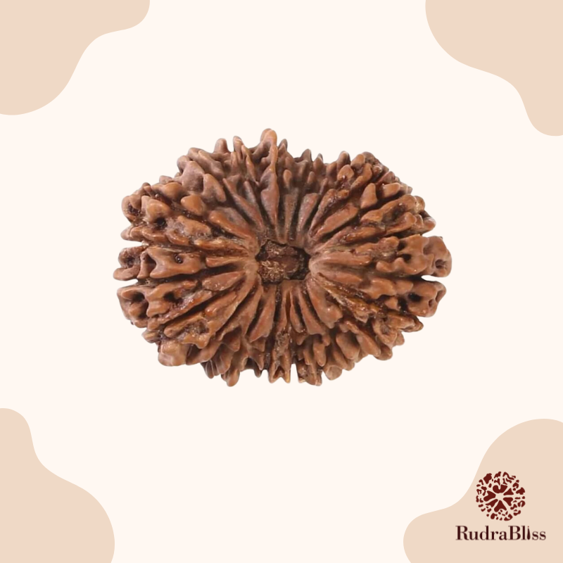 21 Mukhi Rudraksha Nepal- 24mm