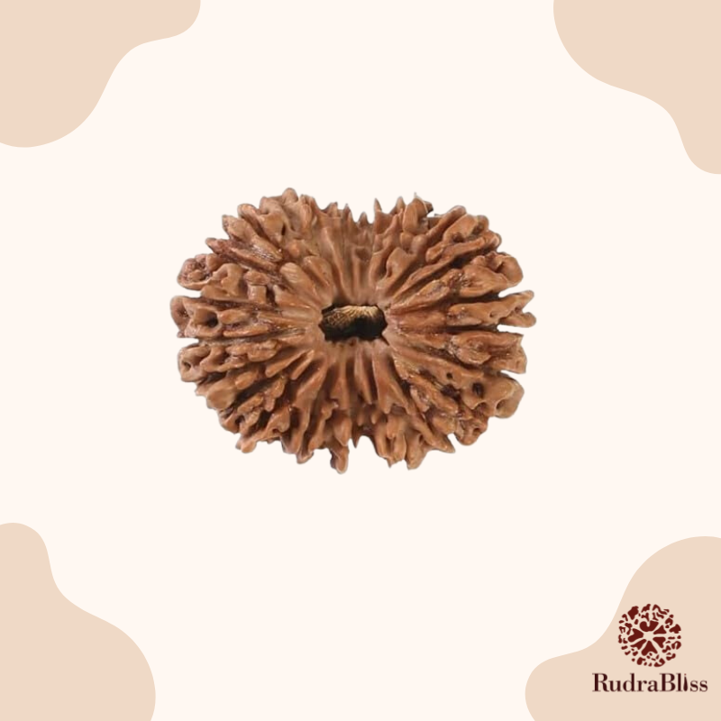 21 Mukhi Rudraksha Nepal -27mm