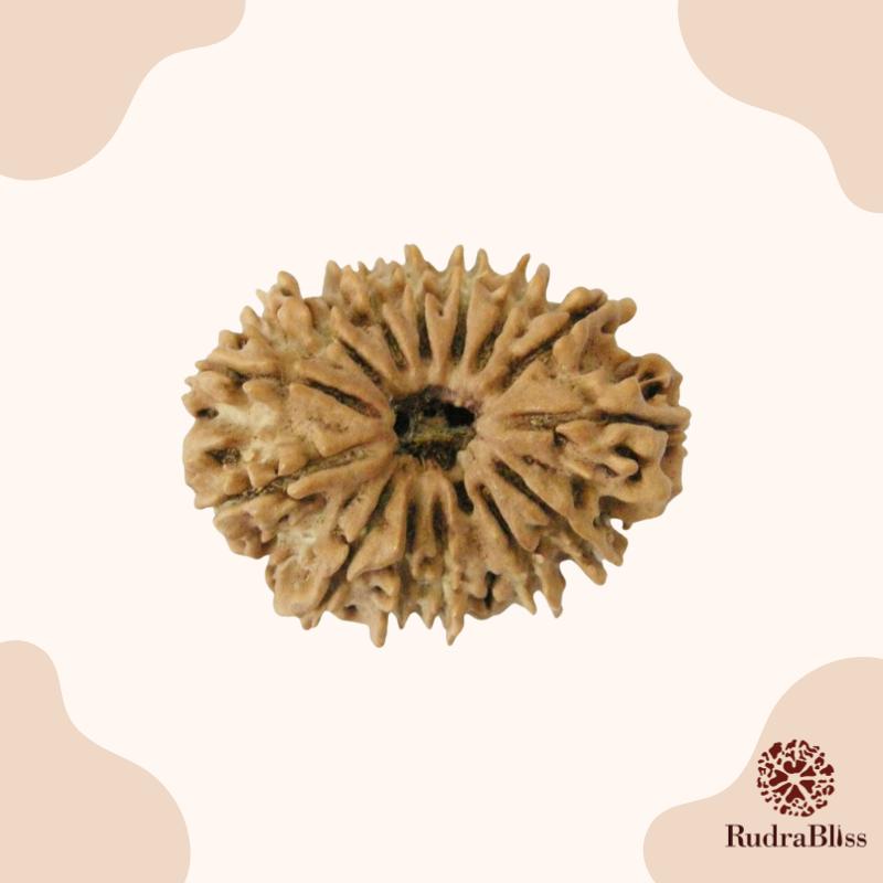 21mm Fourteen Mukhi Rudraksha