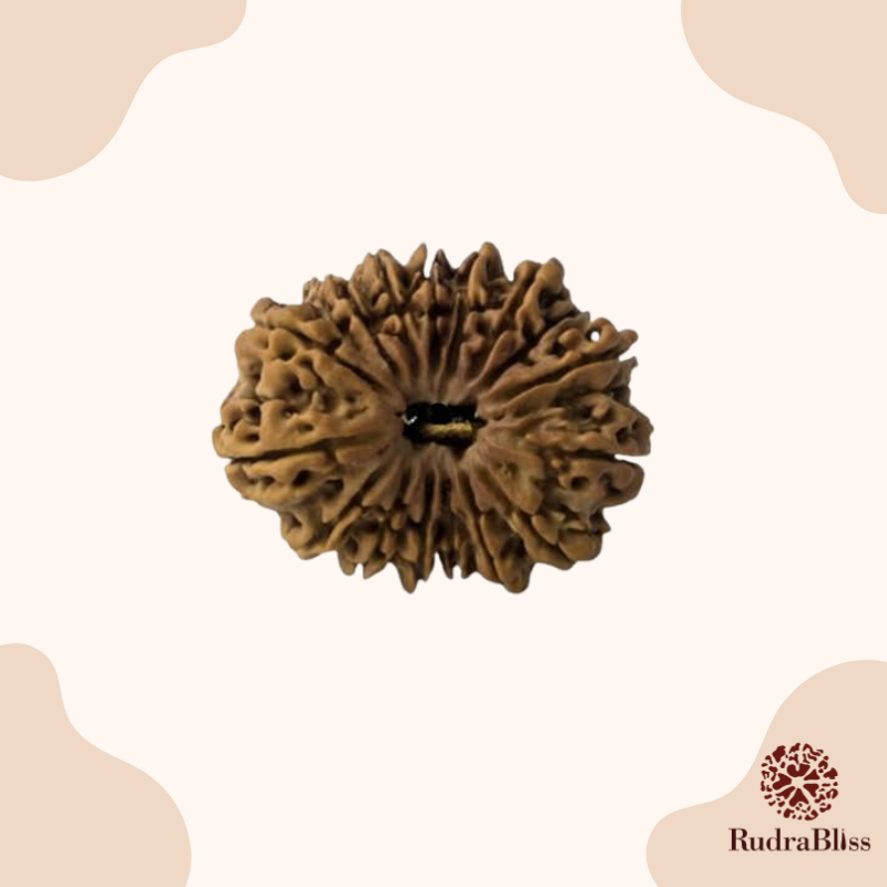 16 Mukhi Rudraksha Nepal 25mm
