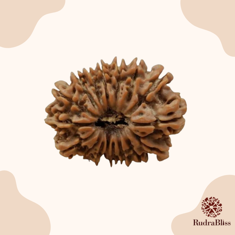 17 Mukhi Rudraksha Nepal 24.75mm
