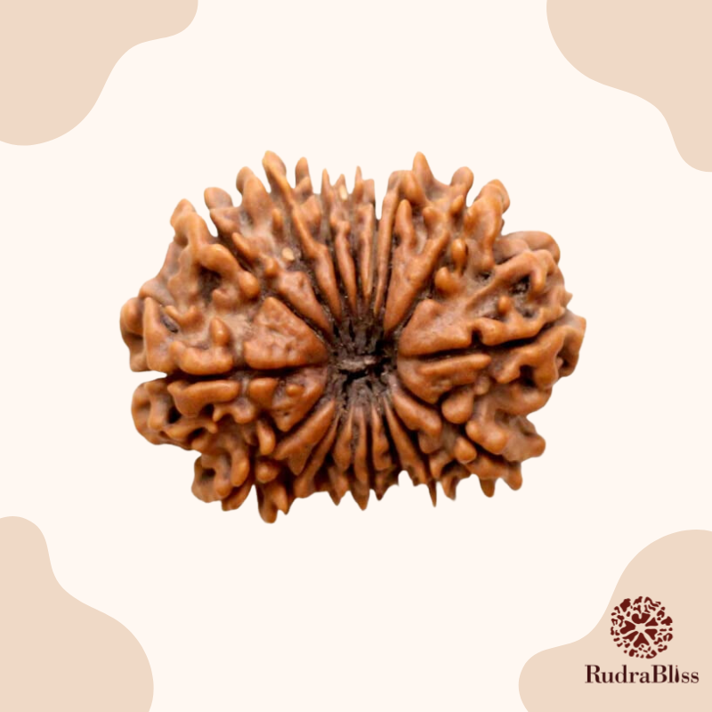 17 Mukhi Rudraksha Nepal 28mm