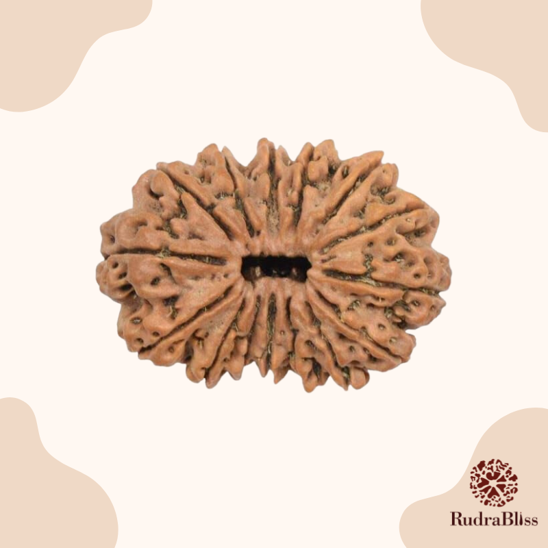 21 Mukhi Rudraksha Nepal -22mm
