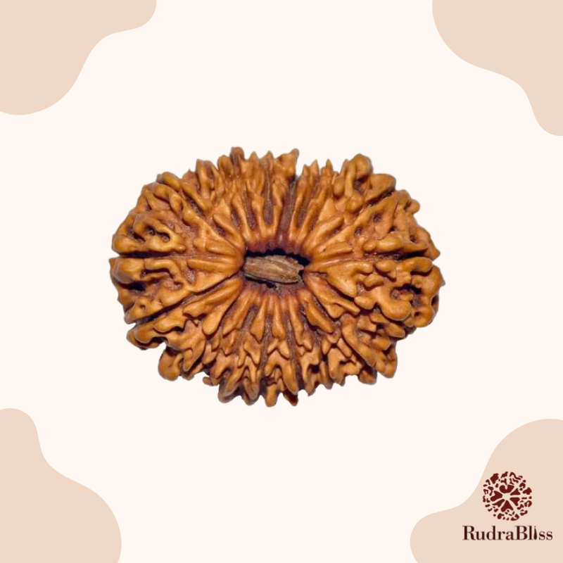18 Mukhi Rudraksha Nepal 26mm