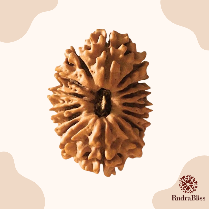 16 Mukhi Rudraksha nepal 27mm