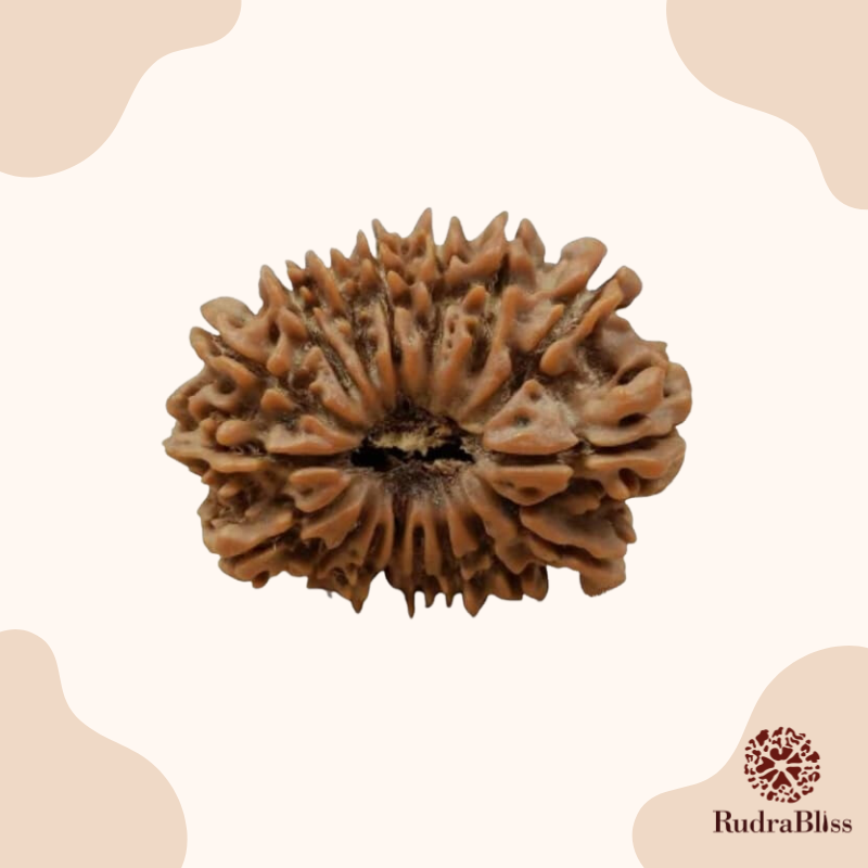 17 Mukhi Rudraksha Nepal 23mm