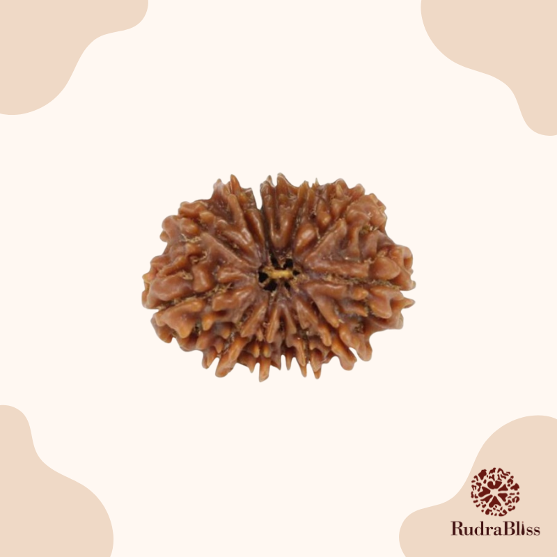 17mm 13 Mukhi Rudraksha From Nepal