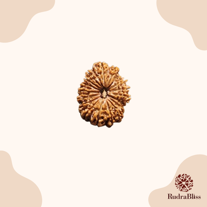 18mm Pure 13 Mukhi Rudraksha Nepal