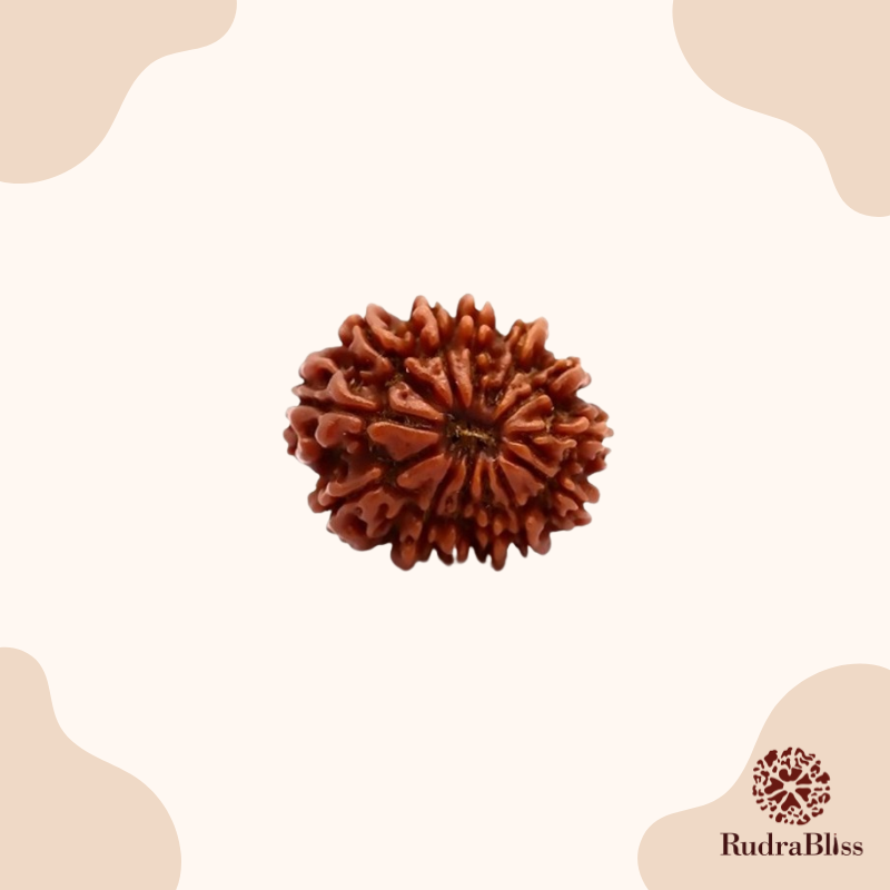 Rudraksha 13 Mukhi From Nepal 19MM Size